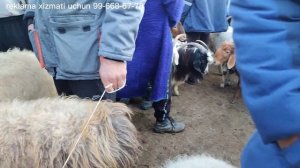 Buxoro kogon mol bozori qo'y va qo'zilar narxlari. 24-mart, 2024