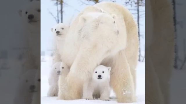 День белого медведя-27 февраля!!! смотреть онлайн