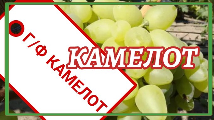 Виноград Камелот смотреть онлайн