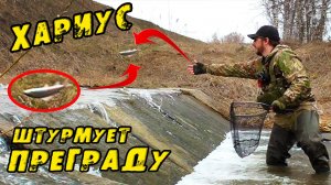 ХАРИУСЫ ИДУТ НА НЕРЕСТ Вижу ТАКОЕ Впервые! Ловлю САЧКОМ рыбу и отпускаю! Рыбалка на Хариуса в Мае!