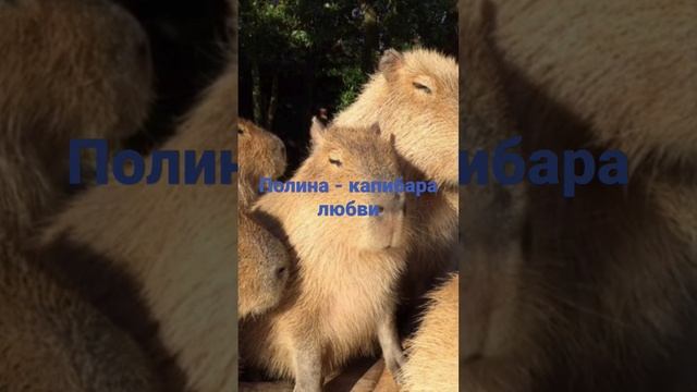 Какая ты капибара по имени? (2 часть) смотреть онлайн