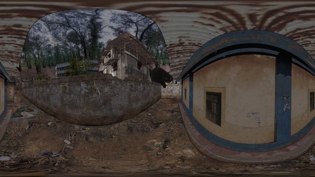 Maxwell the cat 360° exploded on a walk / VR 360° Experience смотреть онлайн