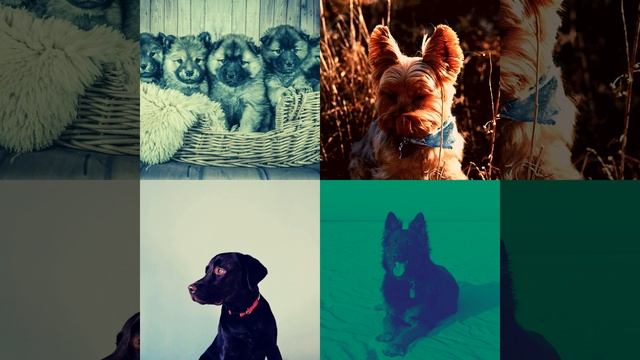 Видения (Спящие собаки) смотреть онлайн