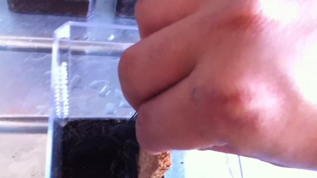 Centruroides nigrescens Breeding Project Vid 1 смотреть онлайн