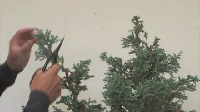 EMPEROR & EMPRESS BONSAI смотреть онлайн