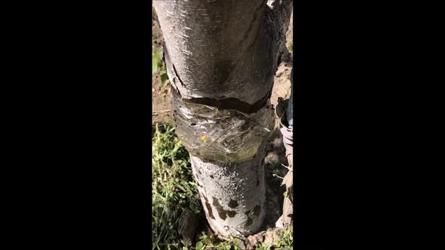 Мирный договор с садовыми муравьями.(A peace Treaty with garden ants) смотреть онлайн