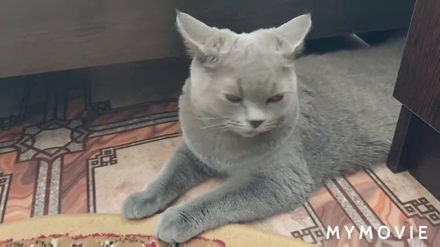 Наш британский котёнок 🐱 6 месяцев смотреть онлайн