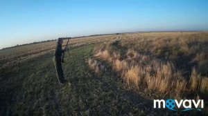 Охота на перепела в Крыму