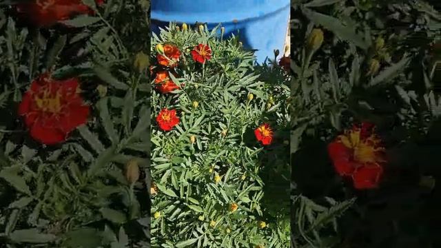 Рассказ про фасоль, биология#биологияегэ смотреть онлайн