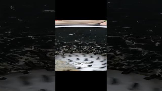 Обработка утки в перосъемной машине Иркутянка ПМ-4 с системой подачи воды