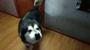 Аляскинский маламут ругается