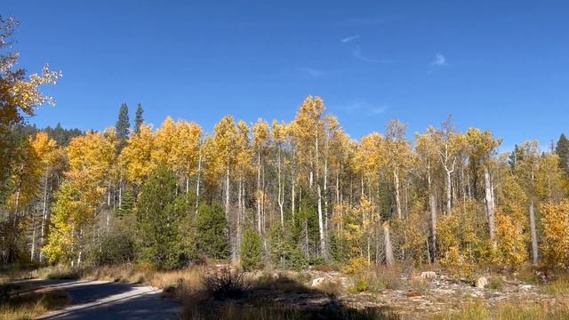 Trembling Yellow Color Leaves of Aspen - Lake Tahoe, Fall 2023 смотреть онлайн