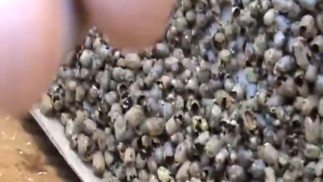 огляд коконів осмій смотреть онлайн