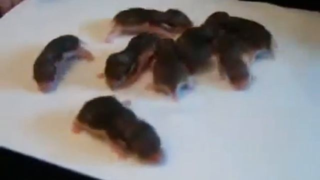 Хомячки Джунгарики смотреть онлайн