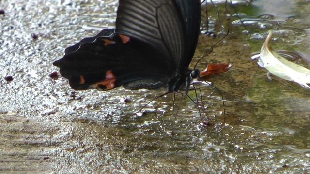 黑鳳蝶一面吸水一面排水-鳳蝶科-洪惠璟攝-20110831 смотреть онлайн