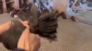 Питомник "Западный" Мариуполь продажа +7 909 667-53-00 Виктор