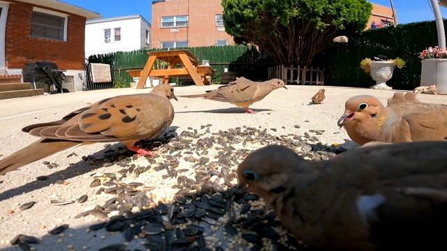 ONLY A FEW DOVES TURN UP FOR DINNER TODAY смотреть онлайн