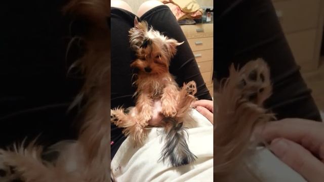 йоркширский терьер, приколы смотреть онлайн