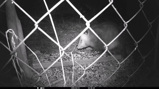 Opossum Dinner Date ❤️ (Male and Female Opossums Dine Together) смотреть онлайн
