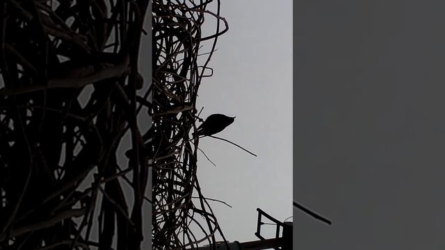 what bird is it? смотреть онлайн