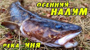 ОСЕННИЙ НАЛИМ.  Ловля Налима в октябре. Рыбалка на реке Иня