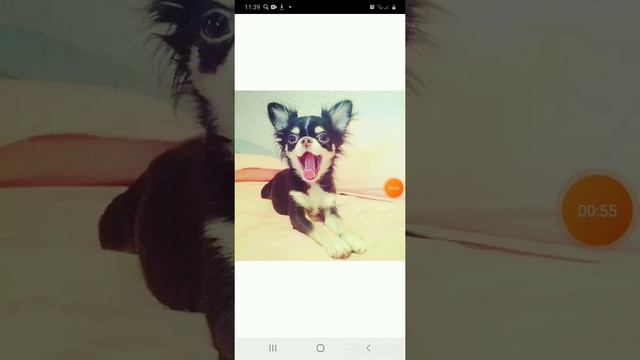 Юми чу и кисы алиса💗💖💞