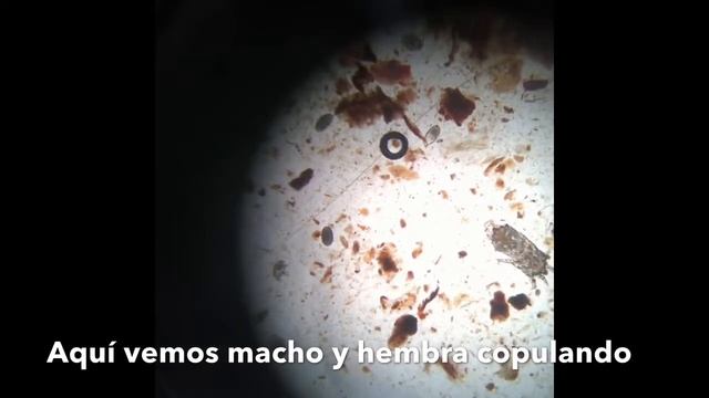 Otodectes, ácaro de los oídos смотреть онлайн