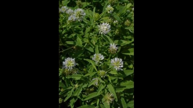Гуньба блакитна (Trigonella Caerulea)