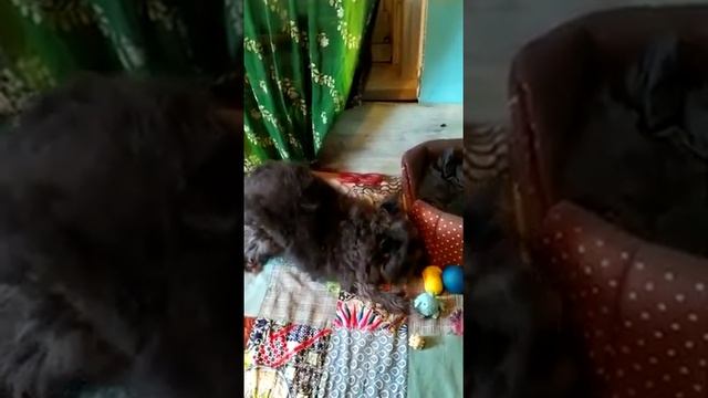 малышок- старичок Чуня и его игрушки, приют "Дворянское гнездо" СПб смотреть онлайн