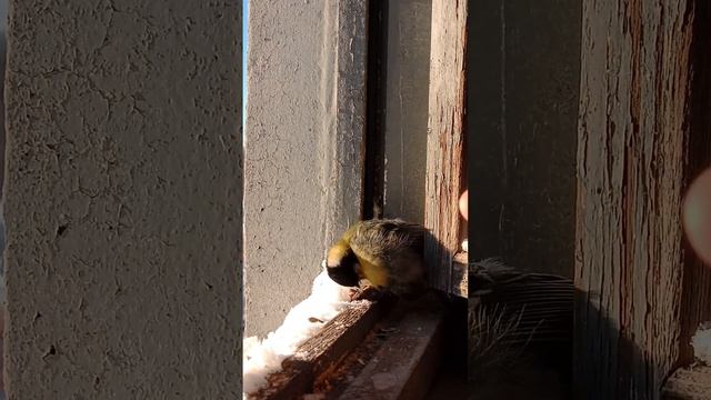 Синица на подоконнике в холодный зимний день / Tit on the windowsill on a cold winter day смотреть онлайн
