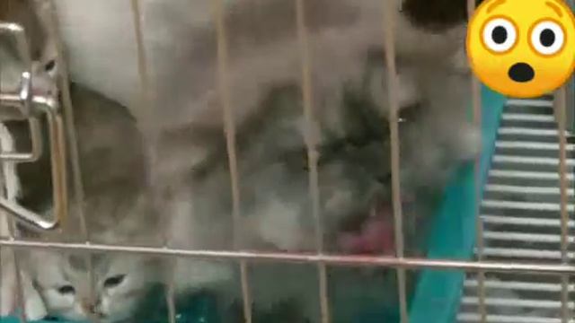 Кошка РВЁТ хозяйку!!!