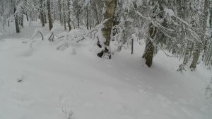 ✅🔥Охота на Лося 2024-2025. Анонс