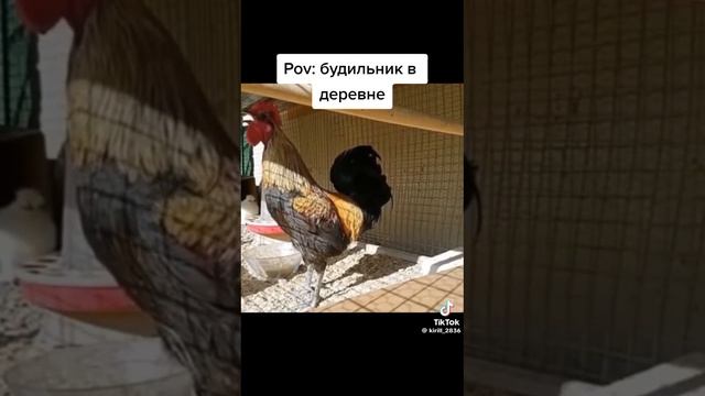 Каждый утро😂 смотреть онлайн
