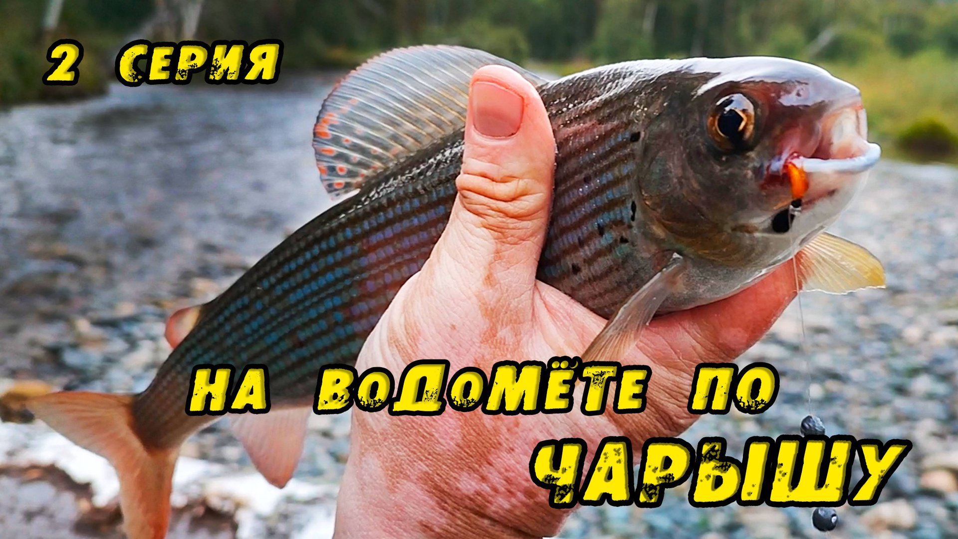 Ловчая Мушка КОСИТ КРУПНОГО ХАРИУСА в Реке БЕЛАЯ! Рыбалка на Хариуса. На ВОДОМЁТЕ по Чарышу. 2 Серия смотреть онлайн