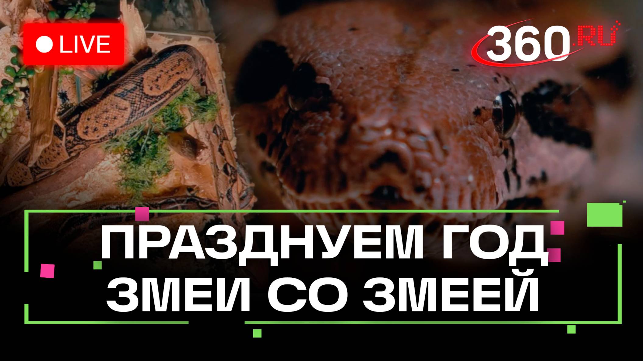 Змея отмечает Новый год: символ 2025-го врывается в 1 января смотреть онлайн