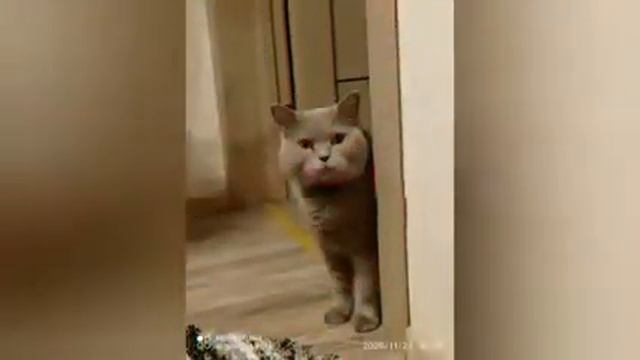 кот 🐈 кекс смотреть онлайн