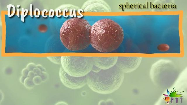 Types of bacteria смотреть онлайн