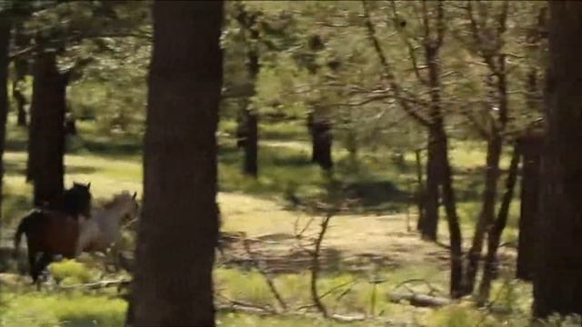 Wild Horses Lincoln County New Mexico White Mountian Wilderness by Debi Wilcox смотреть онлайн