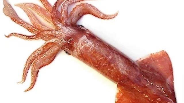 Cephalopod Главоноги смотреть онлайн