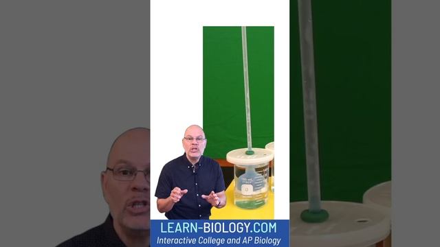 How Osmosis Works Thistle Tube Demonstration #apbiology #osmosis #cellstructureandfunction смотреть онлайн