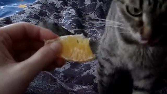 Кошка ест апельсин! смотреть онлайн