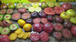 Томат Лазурный гигант. Дегустация и обзор сорта в теплице и в открытом грунте.