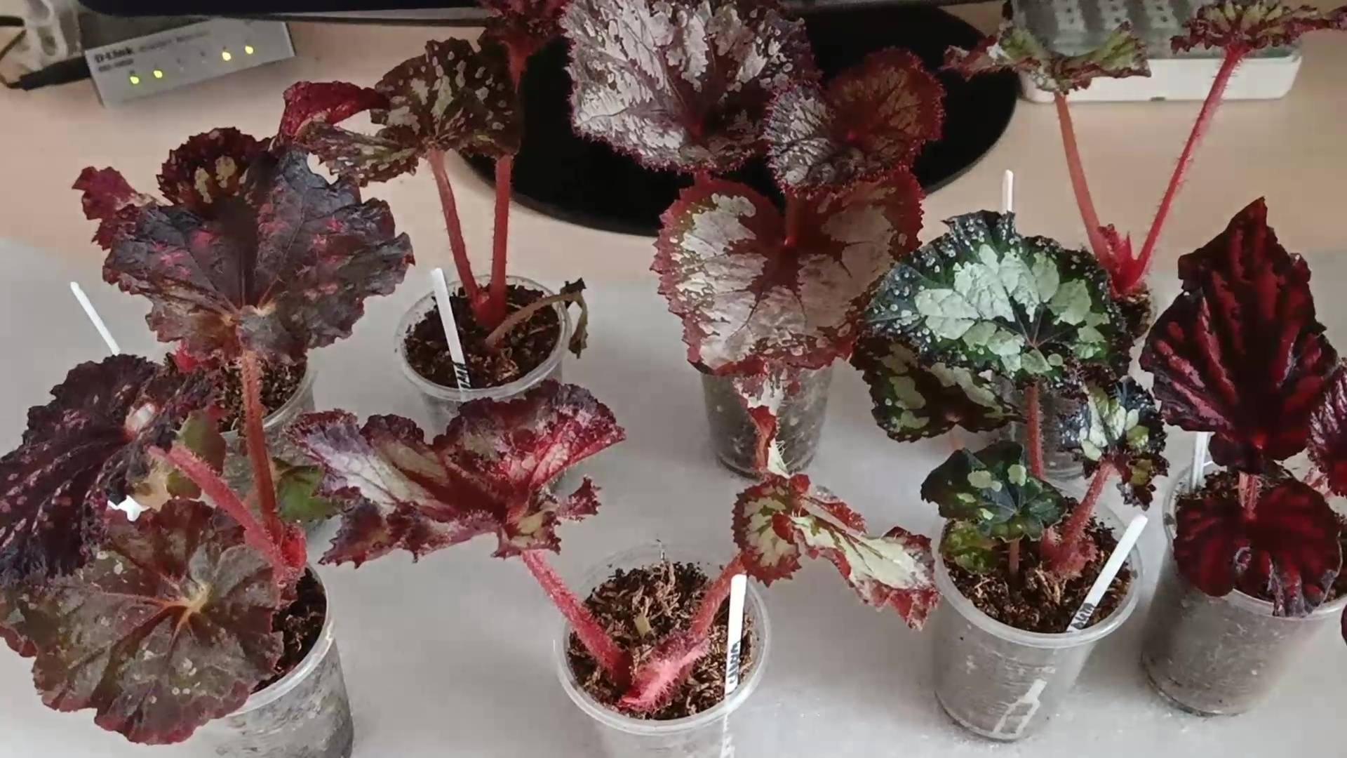 Красивые листовые бегонии. Большой обзор сортов бегоний с названиями смотреть онлайн