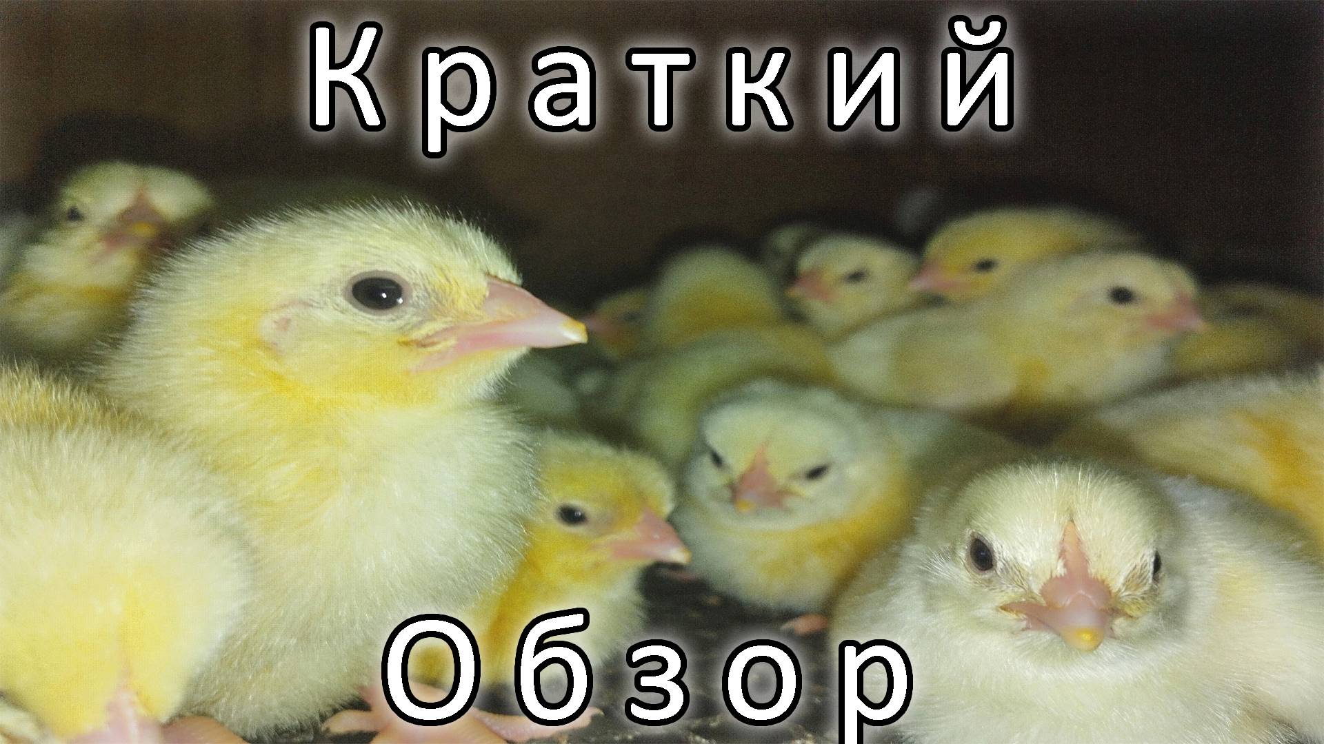 ДО И ПОСЛЕ. КРАТКИЙ ОБЗОР ФЕРМЫ смотреть онлайн