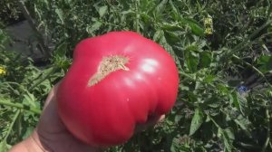 Самый крупный томат этого сезона - Колесо обозрения!