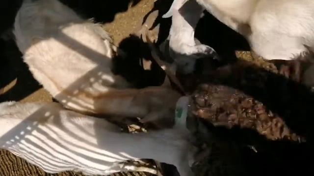 Жила была коза жадина... смотреть онлайн