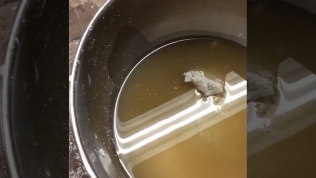 Gilder's Gesso: Part I: Mixing Calcium Carbonate with Rabbit Skin Glue смотреть онлайн