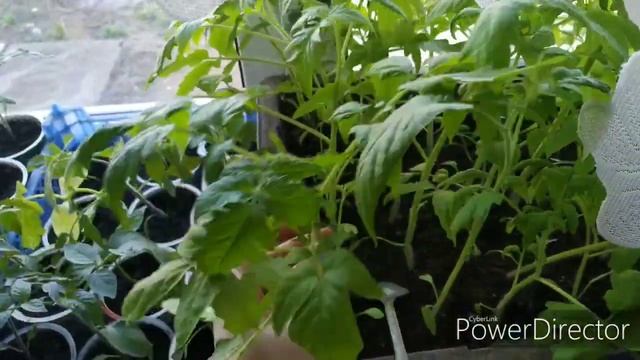 Вязальный влог. Огород/ продвижение процесса смотреть онлайн