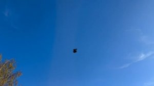 Питомник "Западный" Черные, молодежь +79096675300 Виктор