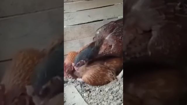 Свекровь смотреть онлайн